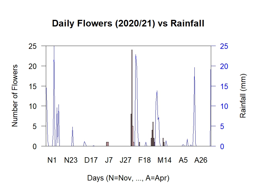 Flowers vs Rain 2020/21